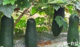 雨季冬瓜爆料视频大全,揭秘幕后真相与精彩瞬间